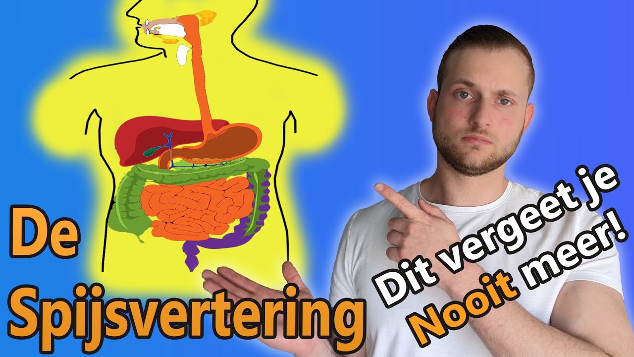 Het spijsverteringsstelsel - Anatomie en functie