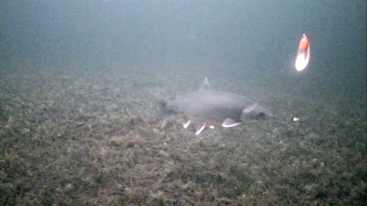 R&oslash;yefiske p&aring; isen med undervannskamera