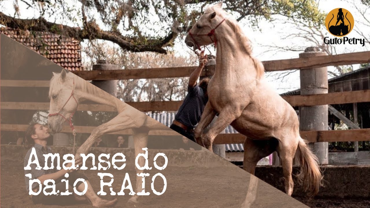 AMANSE ÍNDIO DO BAIO RAIO - GUTO PETRY