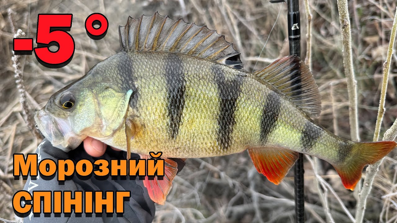Морозний Туманний РАНОК НА РИБОЛОВЛІ ловля окуня на силікон