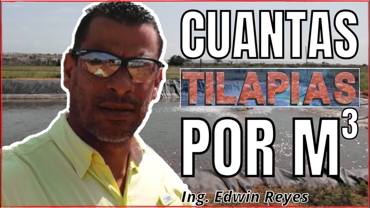 Cuantos PECES por metro cuadrado?  🐟