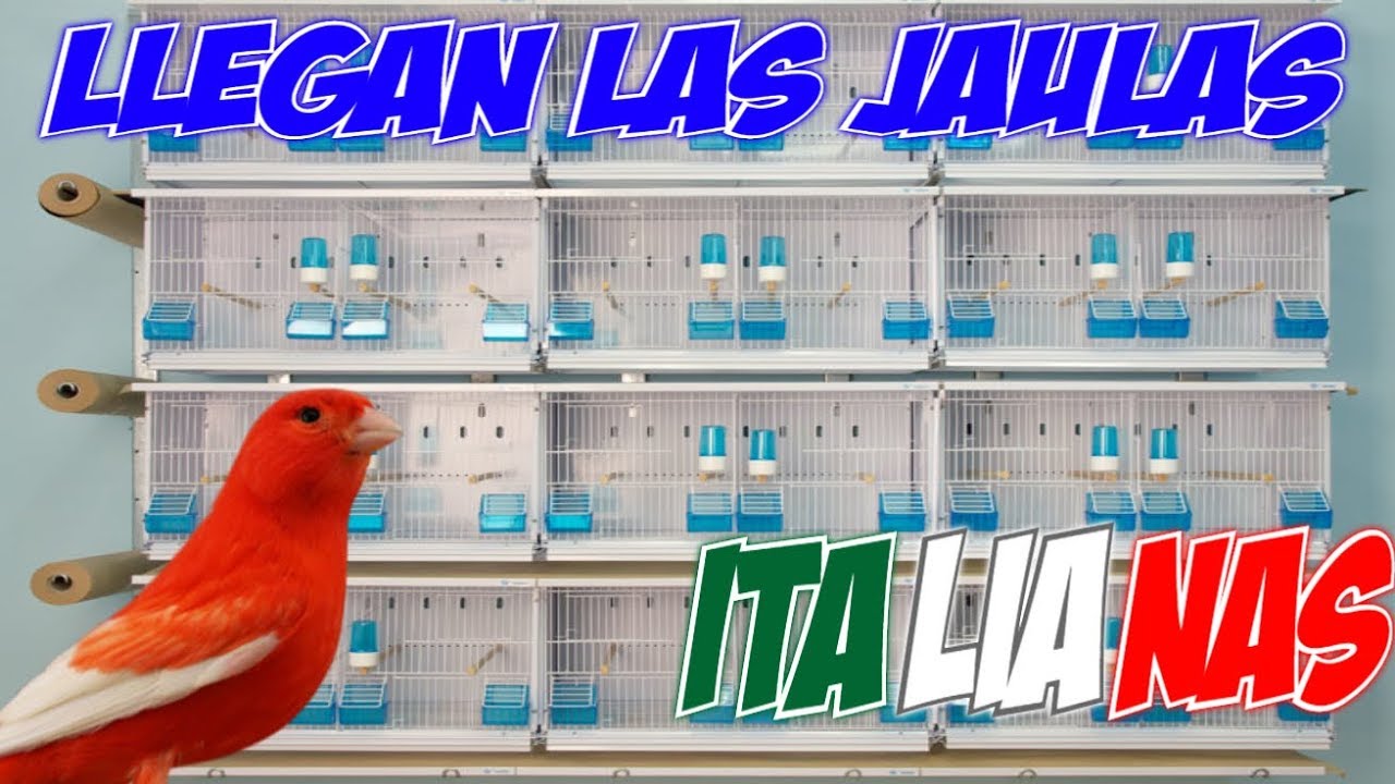 LLEGAN LAS JAULAS🏚 ITALIANAS🇮🇹
