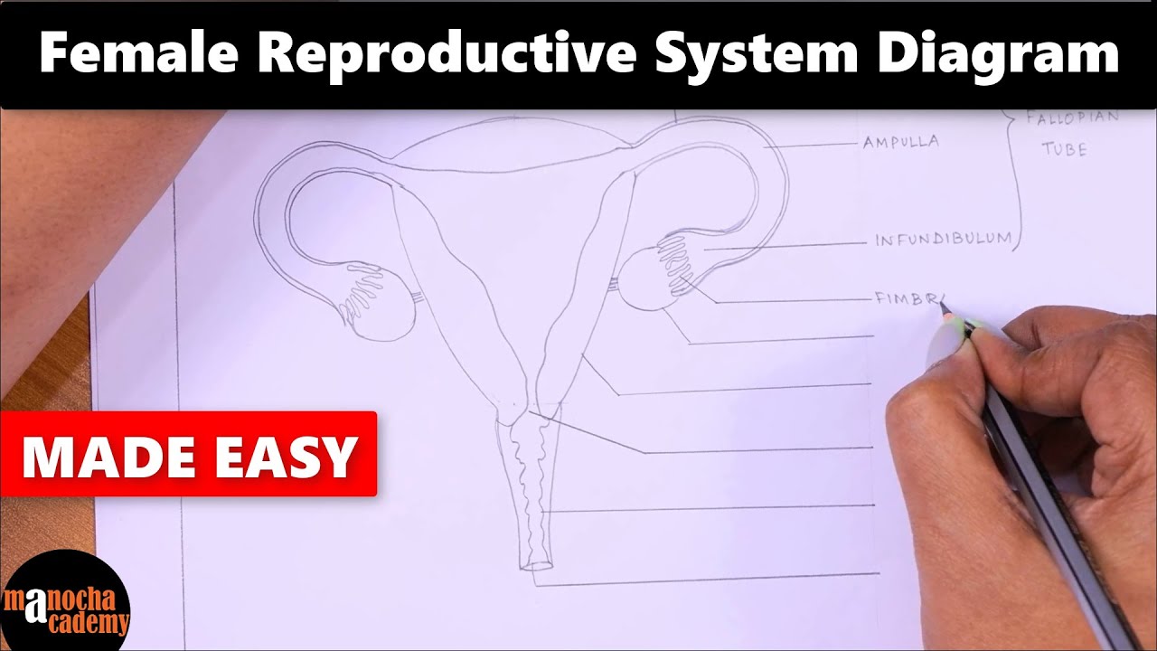 Female Reproductive System Diagram