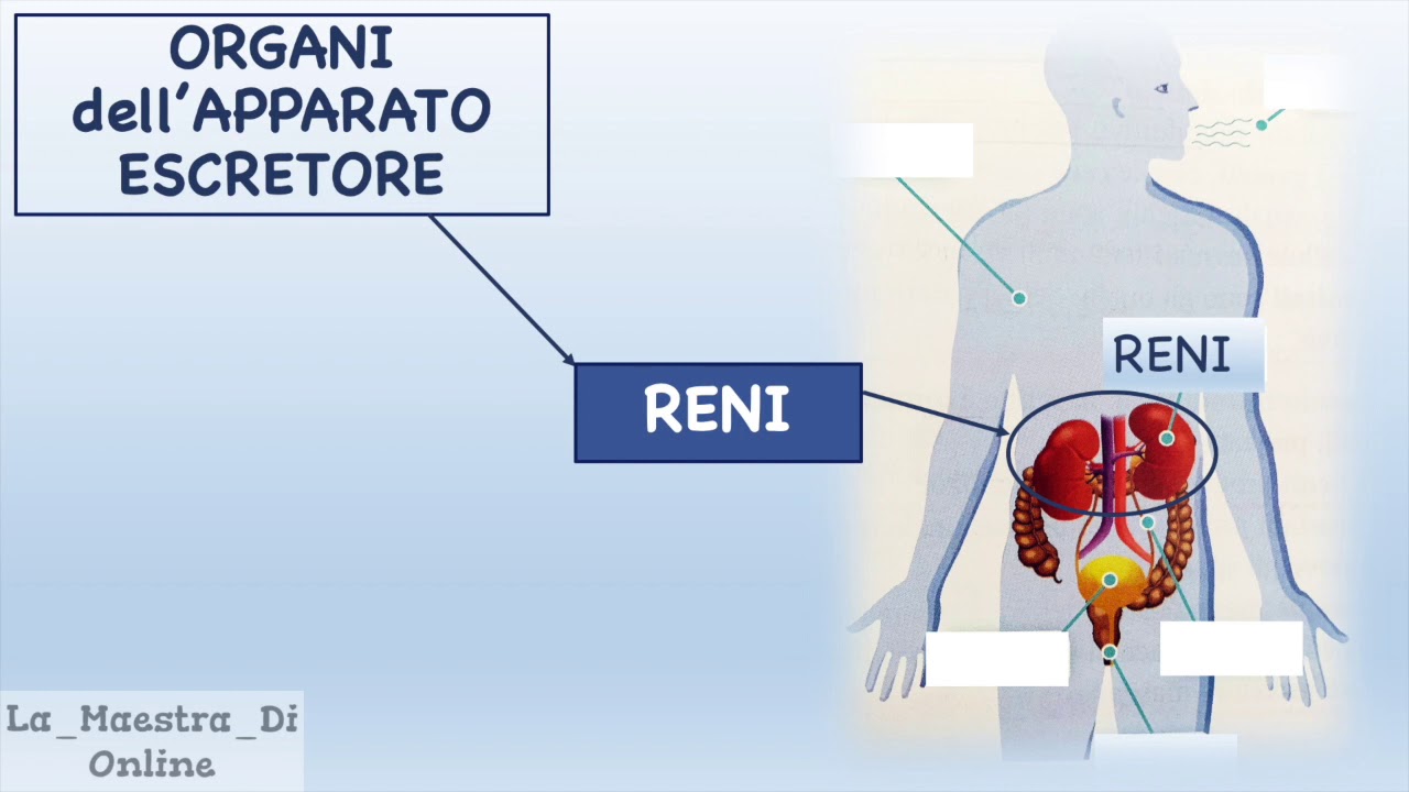 L' Apparato escretore
