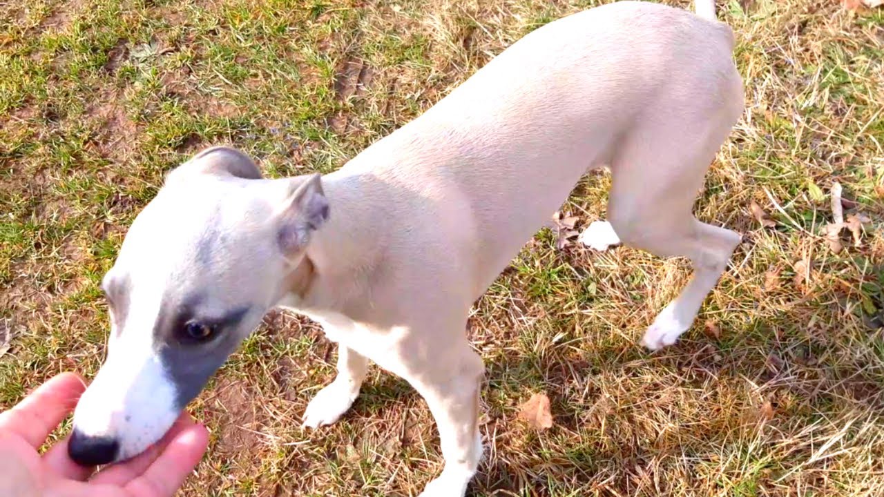 Chiot Whippet en balade sans Laisse
