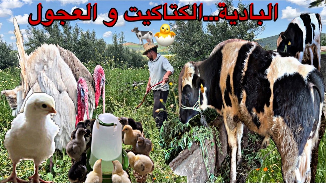 العمل في البادية ماشاءالله تلقيح الكتاكيت إطعام العجول تقطيع الأعشاب في المزرعة