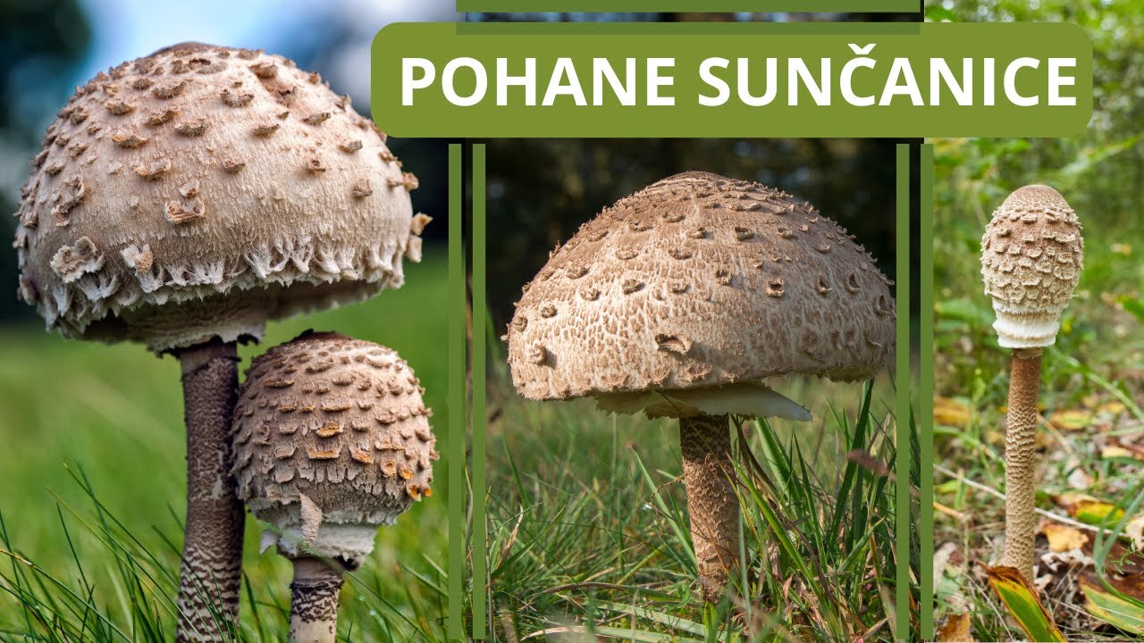 POHANE SUNČANICE ZA POČETNIKE! - lagani recept (Macrolepiota procera)