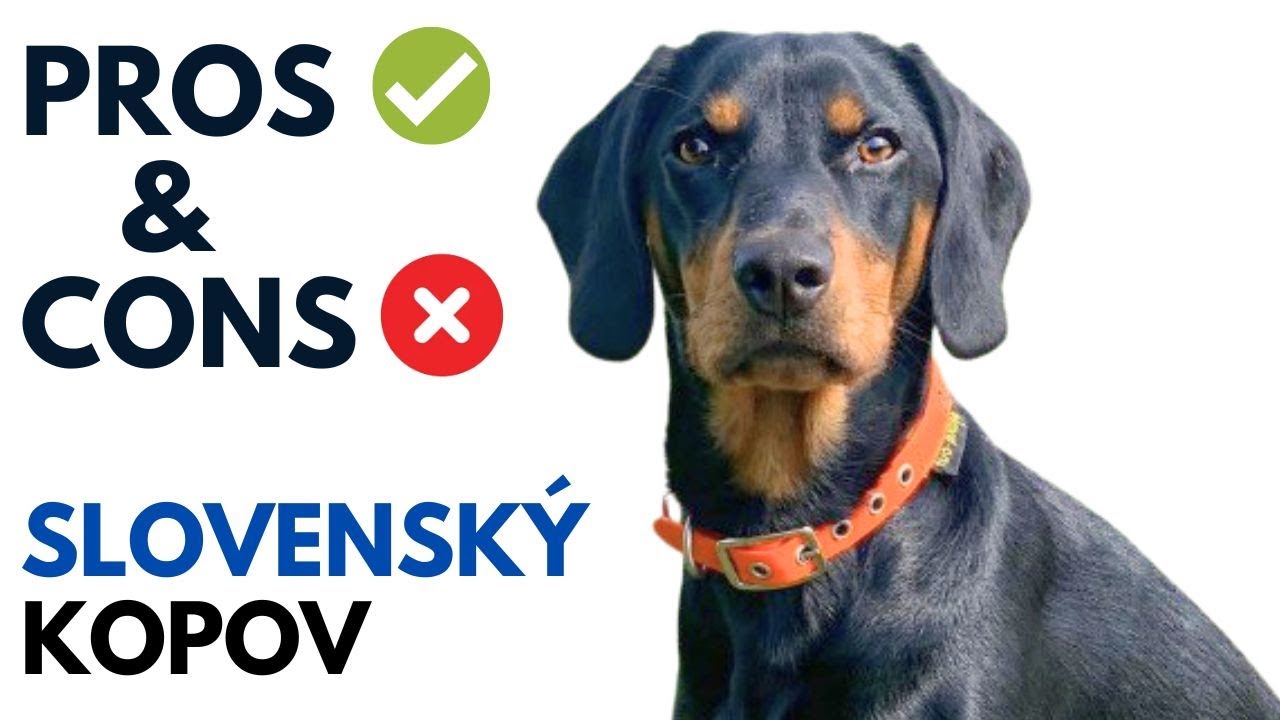 Slovenský kopov Pros and Cons | Slovakian Hound Advantages and Disadvantages