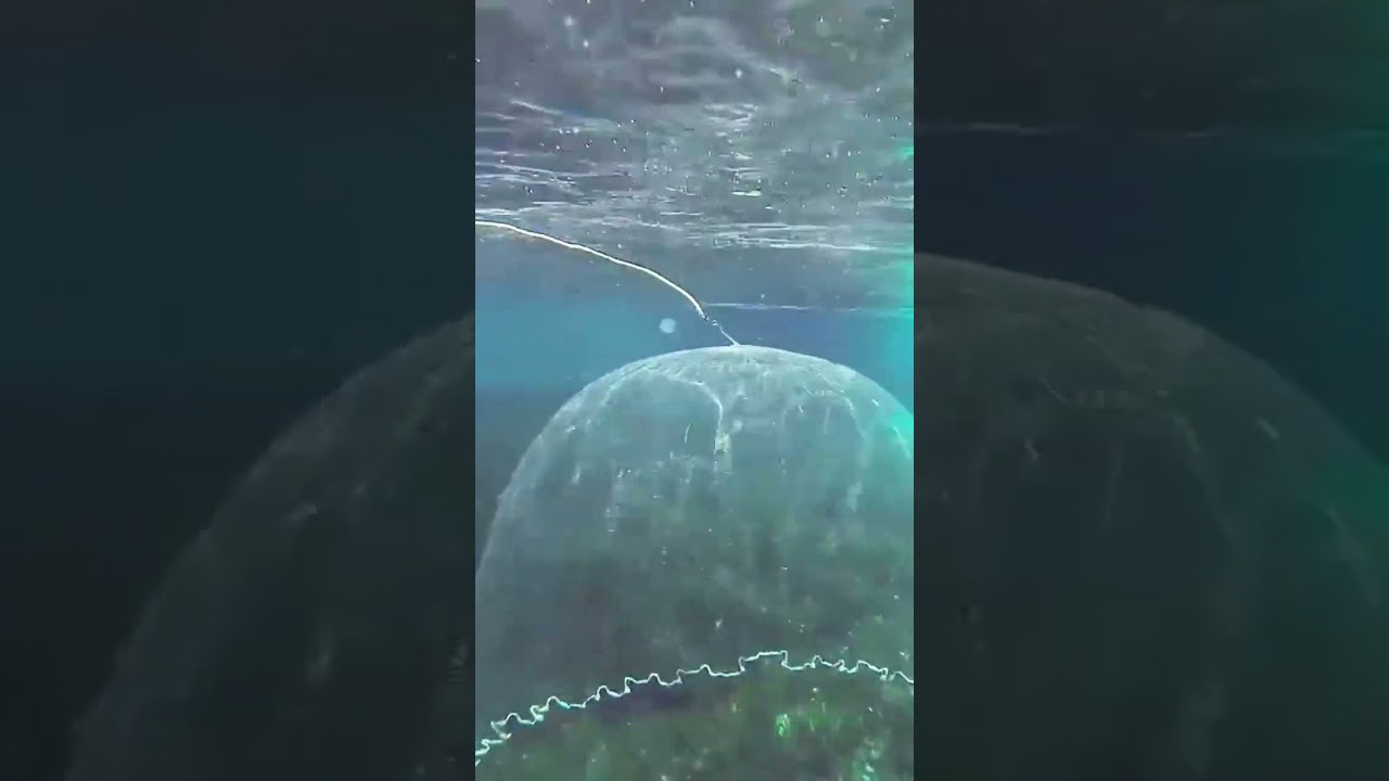 SERPME İLE BALIK AVI TEKNİĞİ | CAST NET TECHNIQUE #fishing #fisherman #mersin #shorts #balık #tarsus