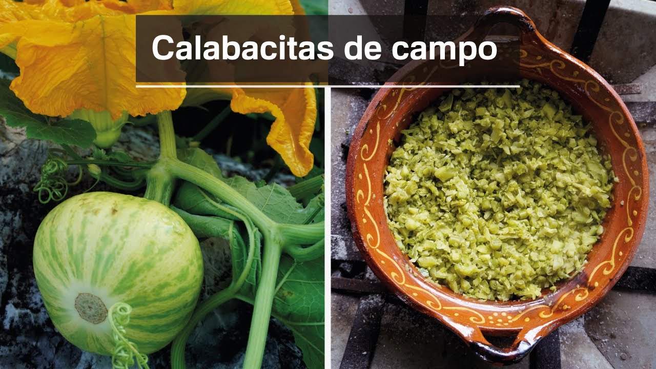 Un guisado muy especial con calabacitas de campo, en Teloloapan