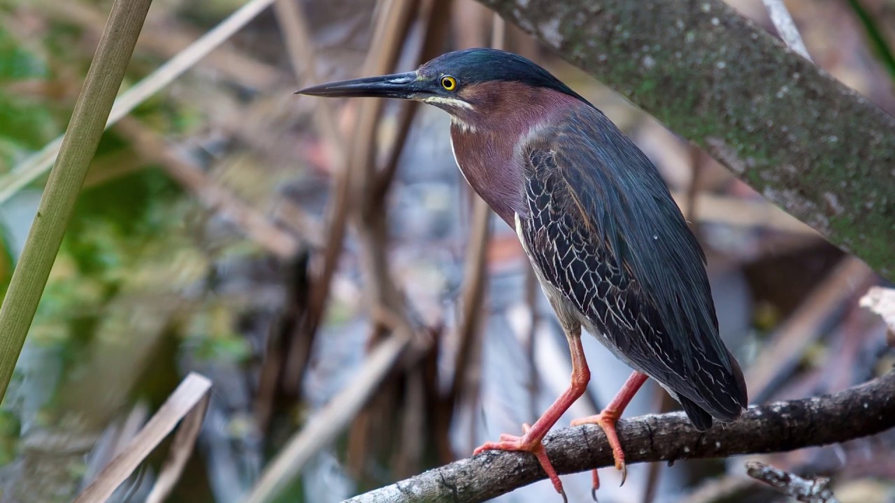 Your Earth Is Blue: Birds
