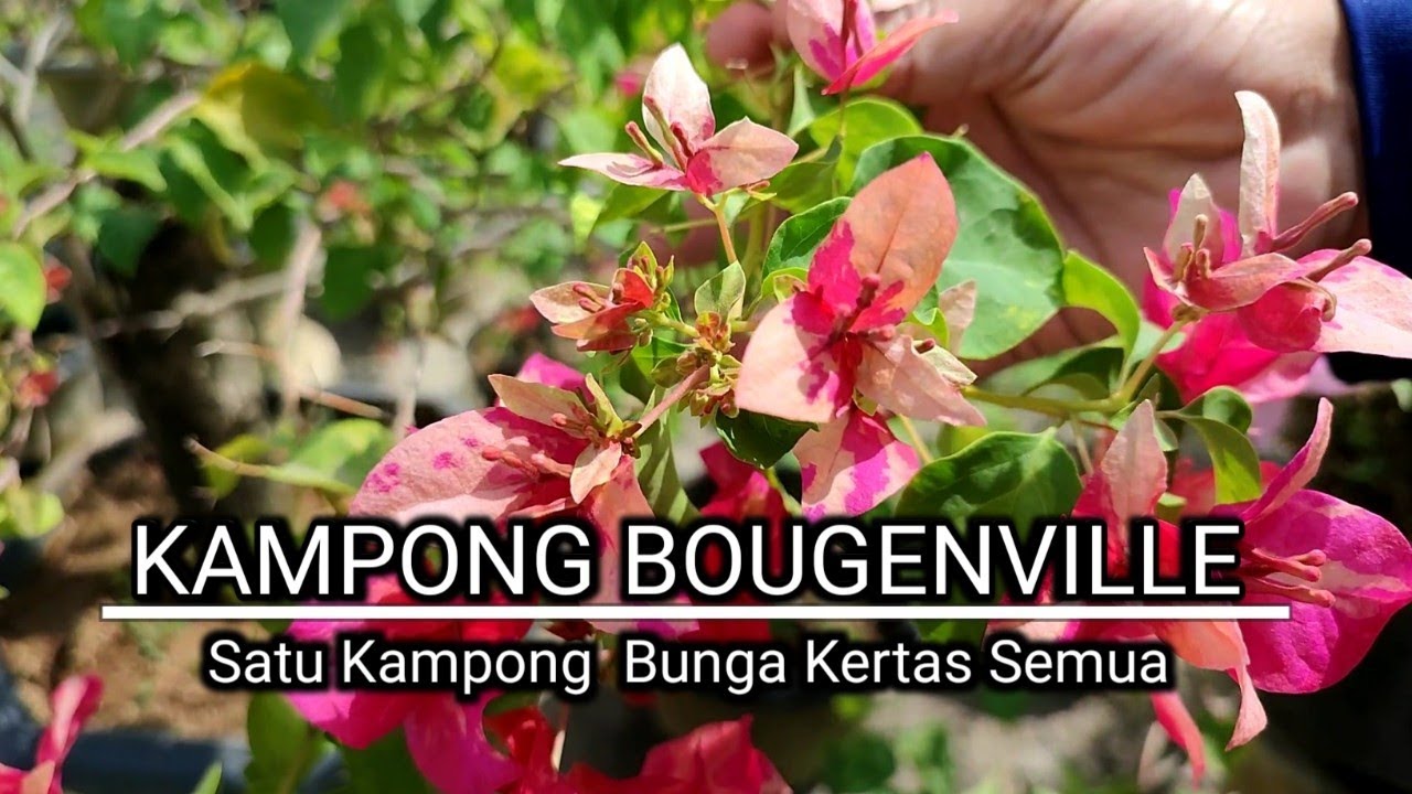 Bougainvillea Village, One Village of Paper Flowers | omded jalan - jalan #80