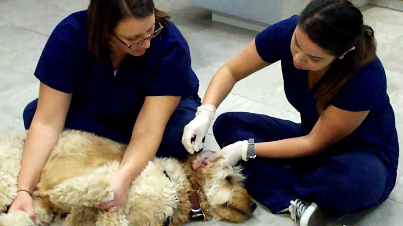 How to Clean Your Dog's Ears - Severn River Animal Hospital