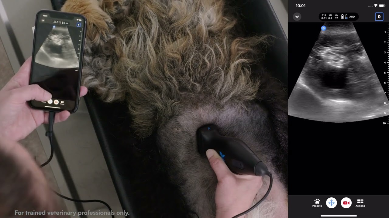 How to Scan a Liver in Dorsal Recumbency | Step-by-Step Ultrasound Guide