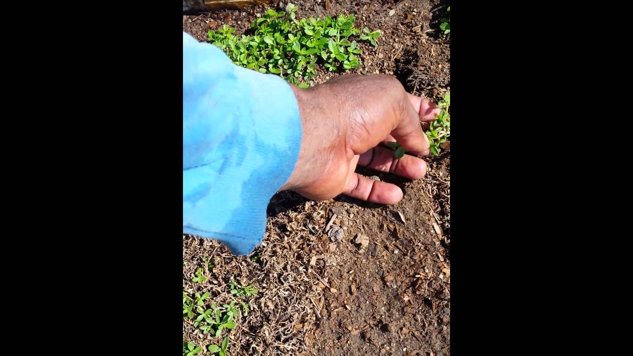 Kurapia Groundcover Installation Update