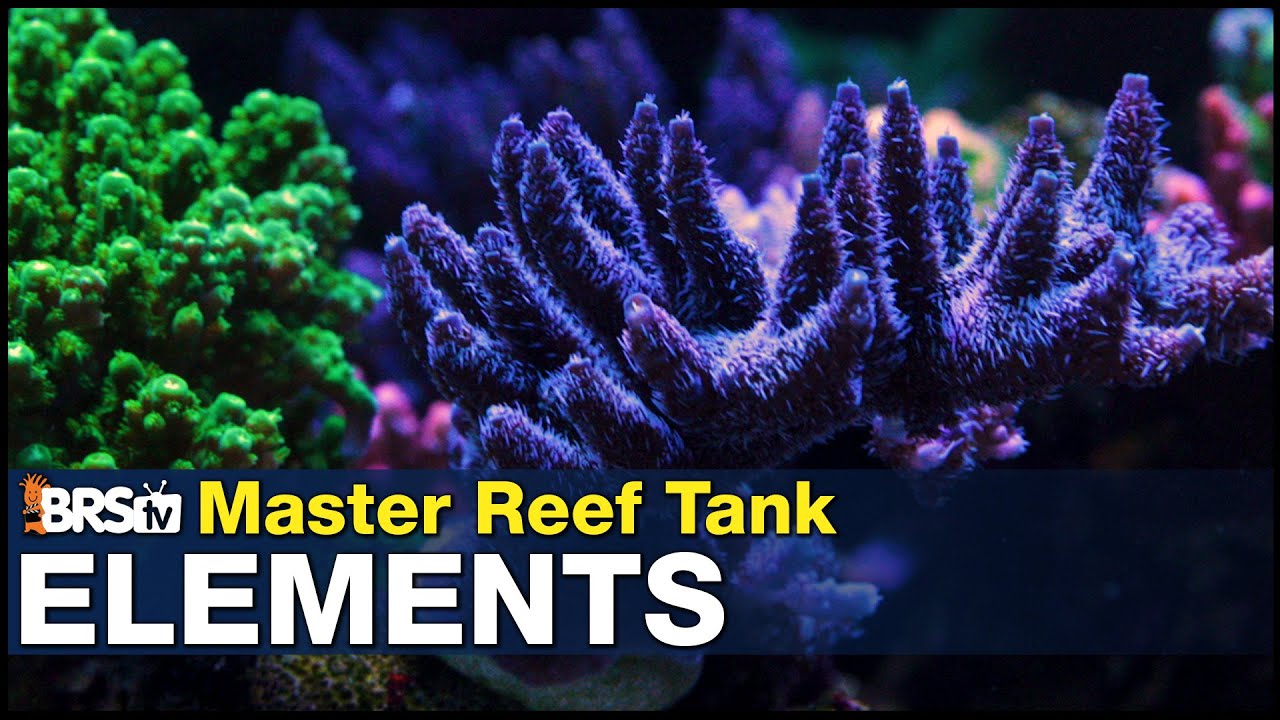Mastering Elements: Pick a path for your reef tank. The Minimalist, Natural Seawater, or Trust Fall.