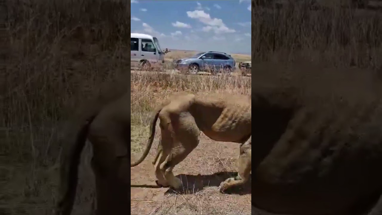 YOU REALLY NEED TO WATCH THIS - lions on the hurnt in nairobi national park 🇰🇪