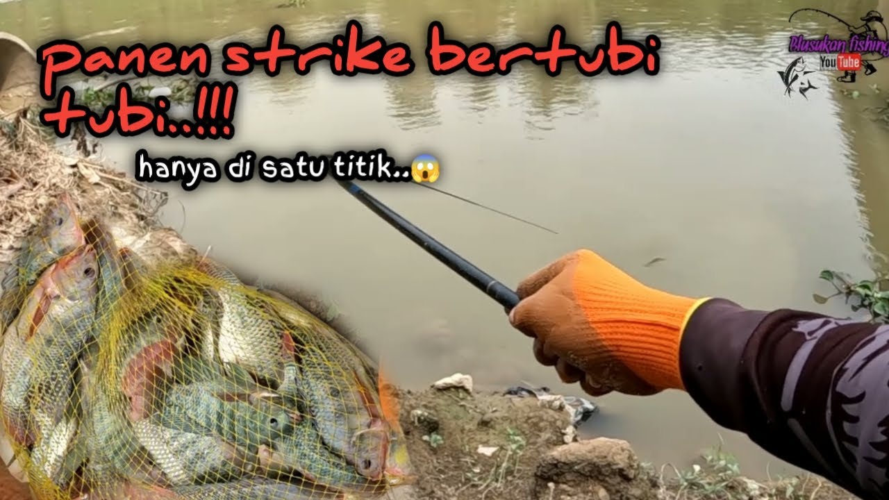 sarang ikan nila di sungai liar‼️ panen strike bertubi tubi..!!