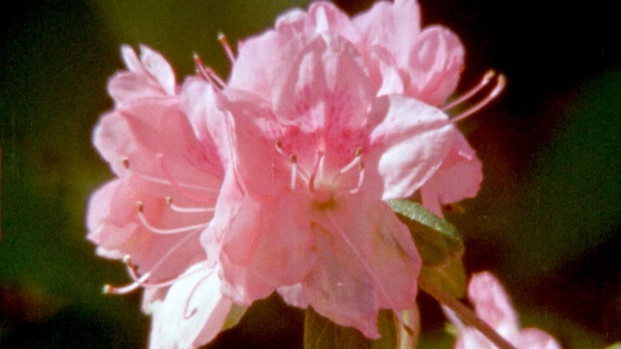Haley Heynderickx & Max García Conover - Boars (Official Music Video)