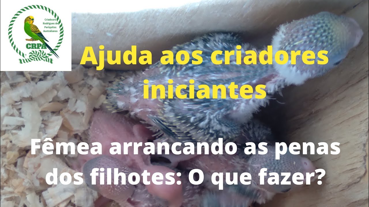 Ajuda aos criadores iniciantes: Fêmea arrancando as penas dos filhotes, o que fazer?