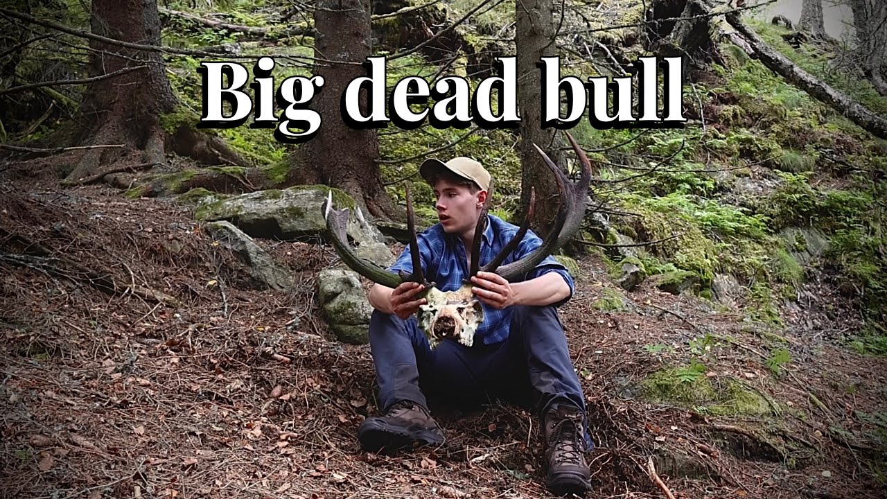 Fjord Red Deer Deadhead | Shed Hunting 2024