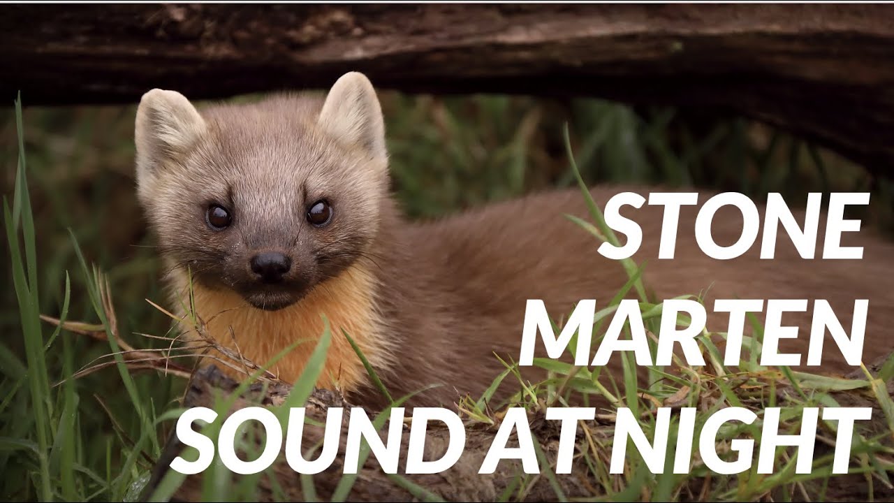 Marten sound at night - Cri de fouine