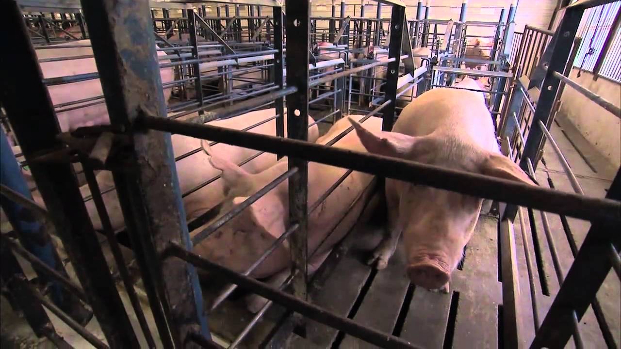 A Pig's Tale - Sows in gestation crates