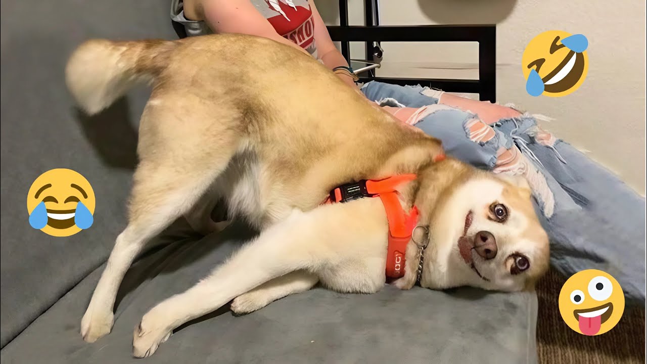 HILARIOUS DOGS Being Weird 🤪 NEW Funniest Dogs Video 2025 #8