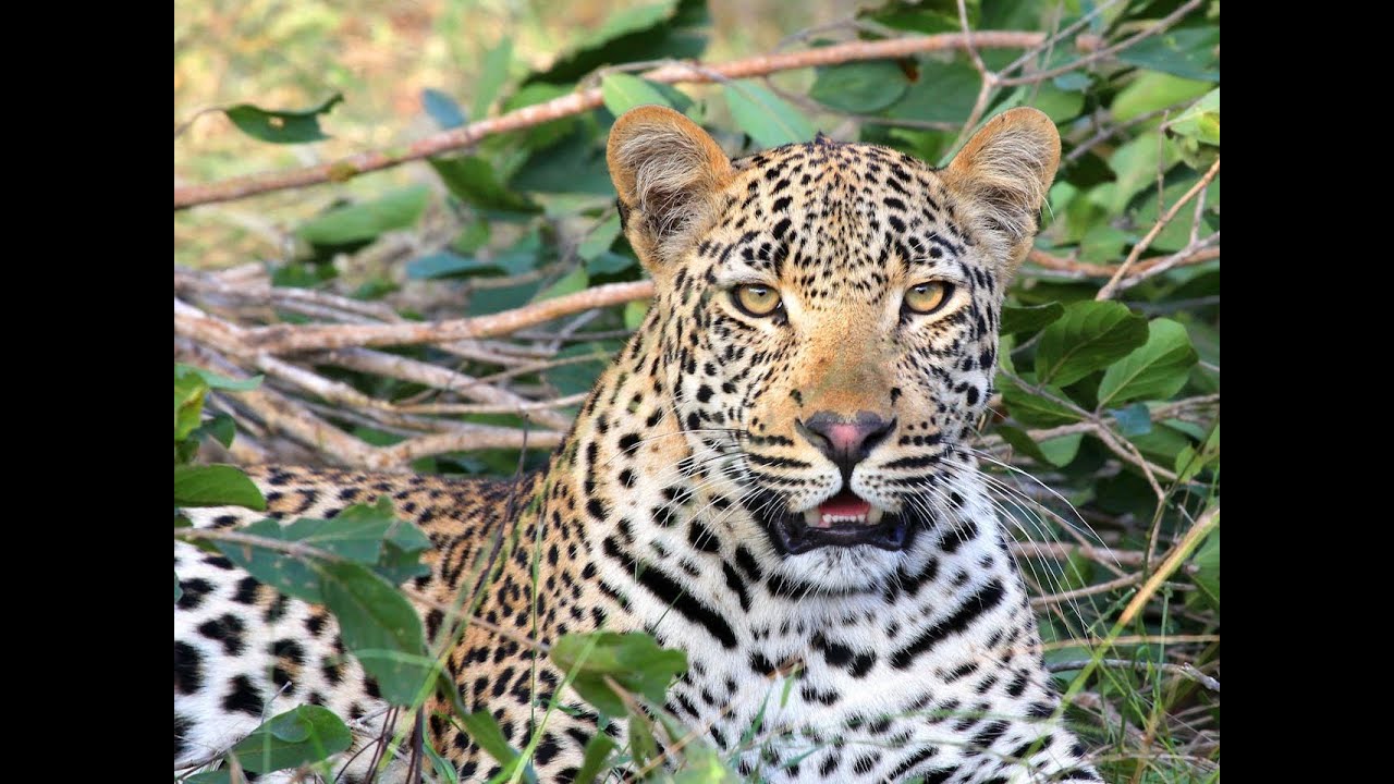 Leopard A Majestic Survivor in Nature's Dramatic Theater Of The Big Five