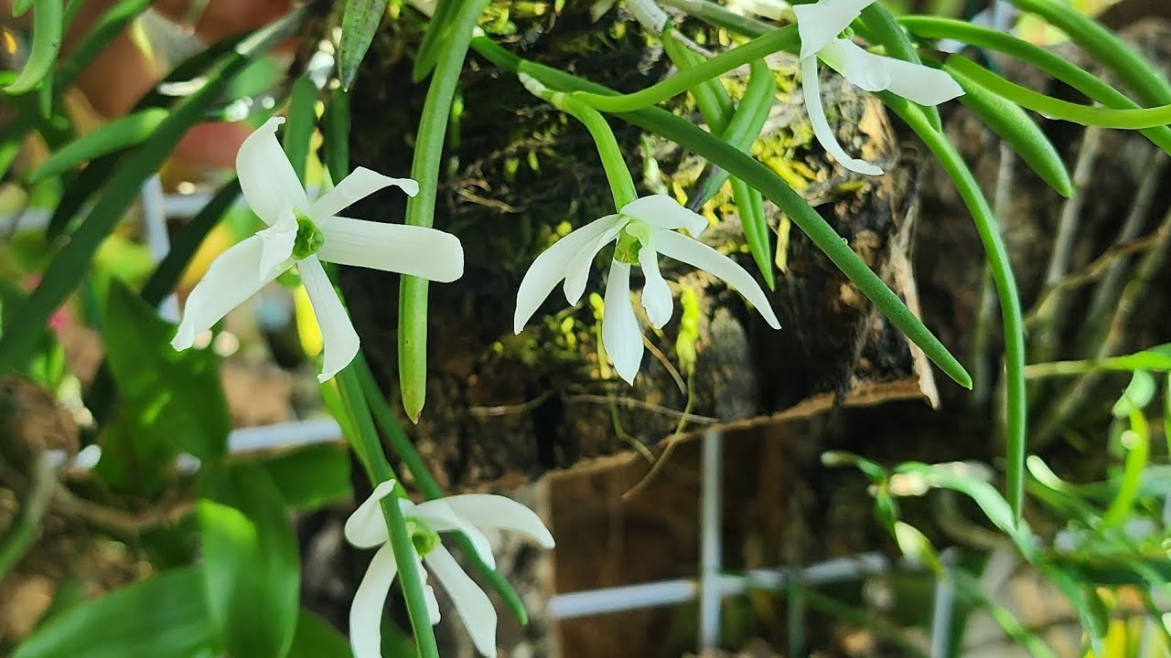 봄베란다 많은 변화가 있어요. 겨울 따뜻함과  봄의 따뜻함은 식물들이 느끼는게 다른 가봐요.#덴드로비움 #카틀레아 #여름 영춘화..