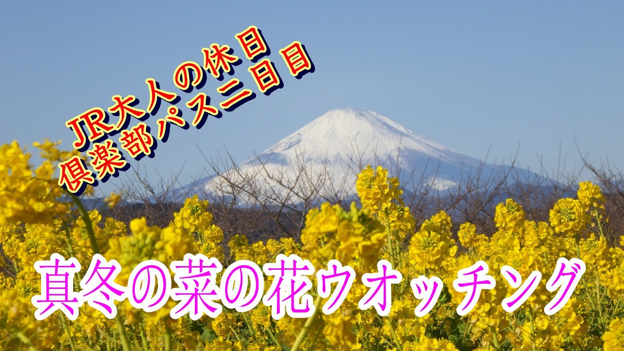 冬の菜の花ウォッチング　富士山　相模湾　大山・丹沢山塊【神奈川県二宮町】2026.01.26