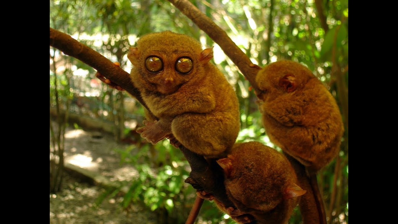 Tarsier Primate - The Littlest Alien