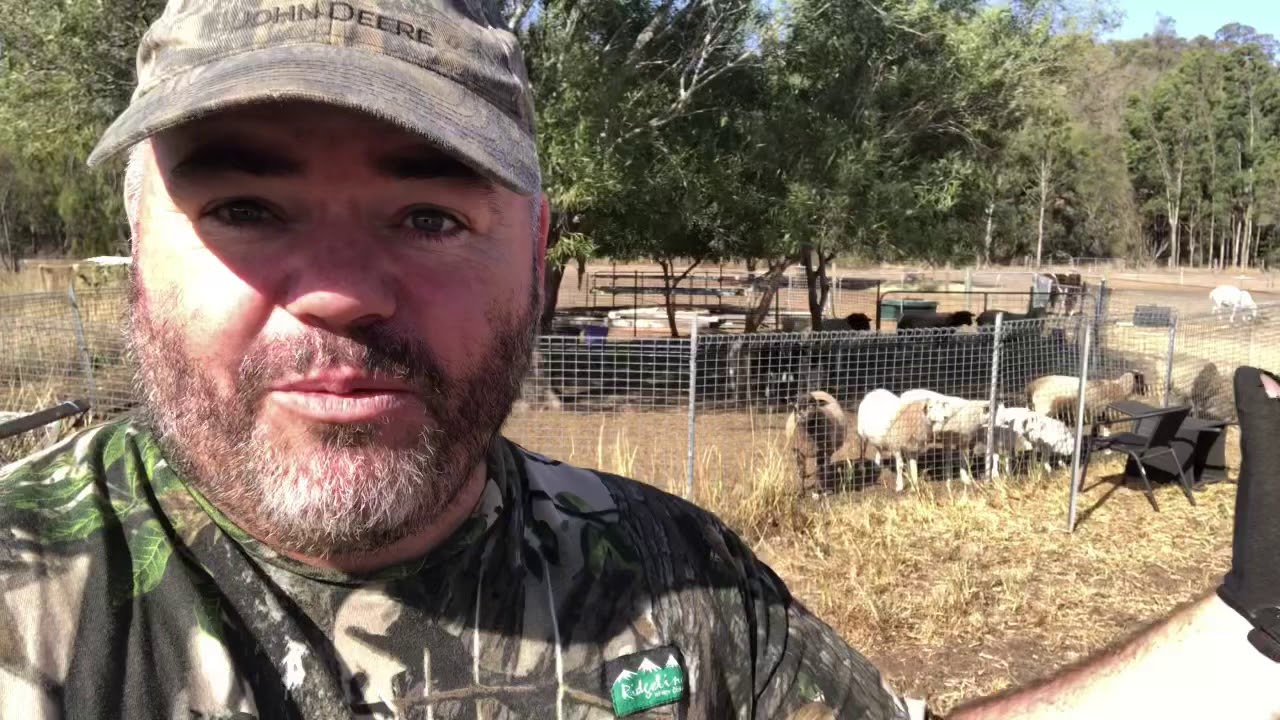 Portable Sheep Yards