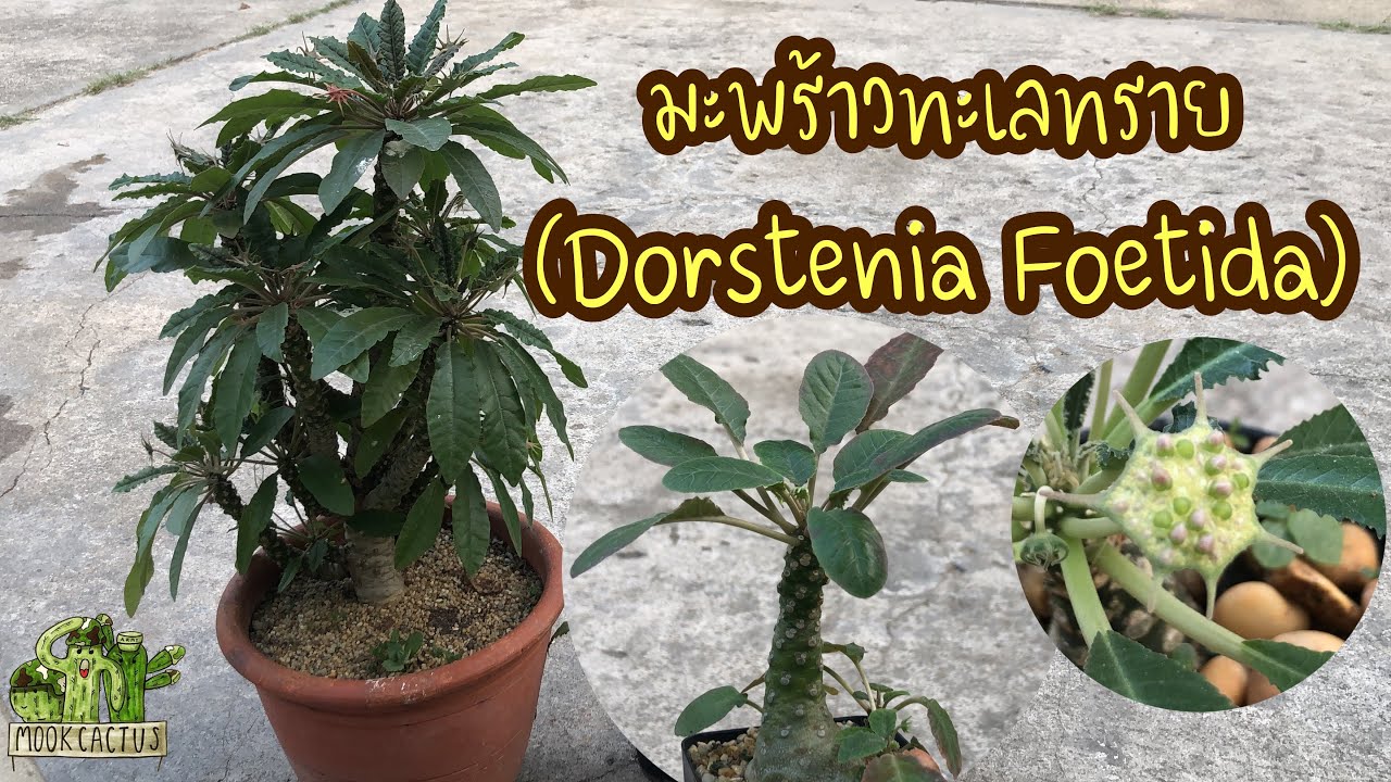 มะพร้าวทะเลทราย (Dorstenia Foetida) | MookCactus