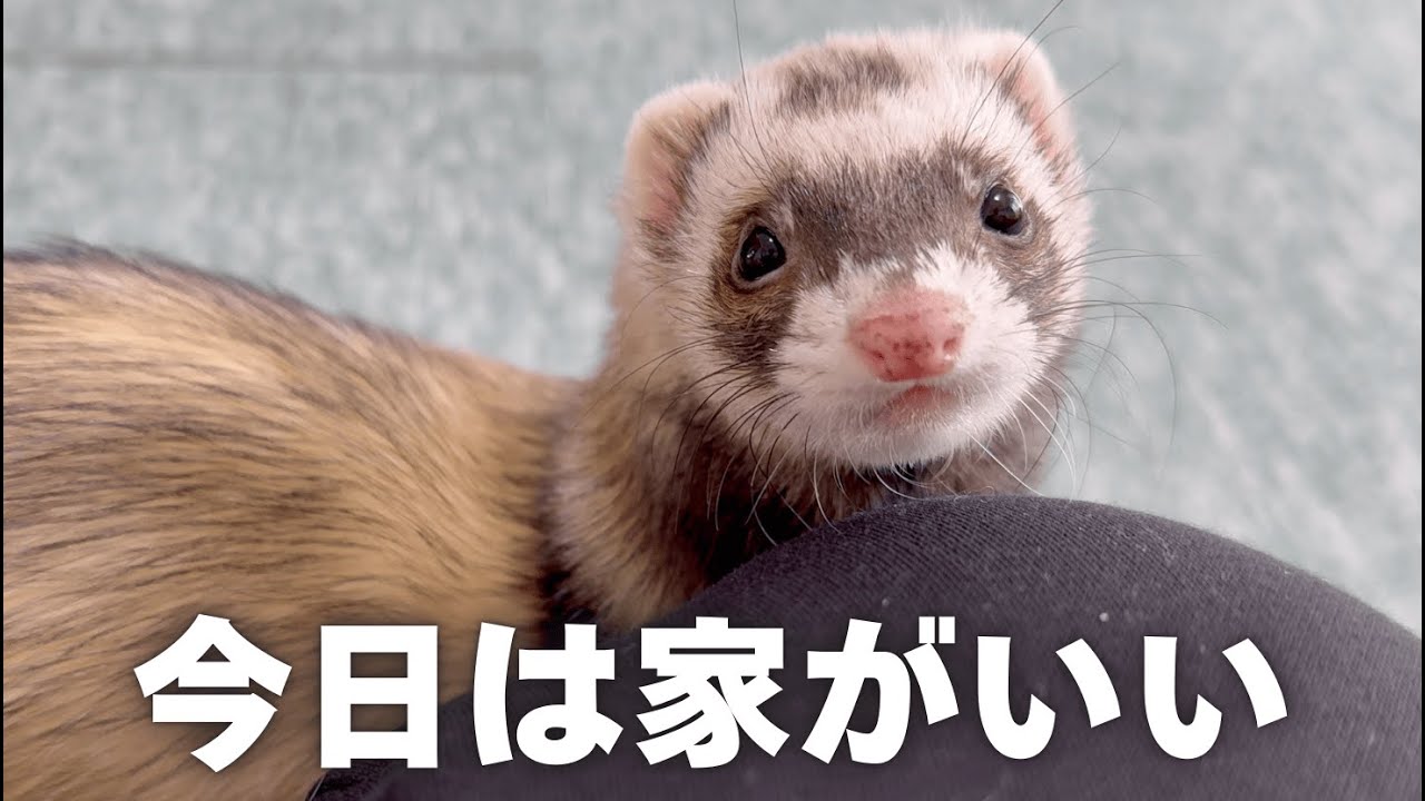極寒でもお外行きたいフェレットと、家でぬくぬくしたい飼い主【ferret#1966】