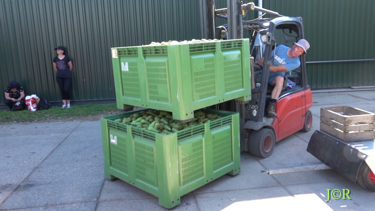 Fruitbedrijf Rijk, oogsten van 