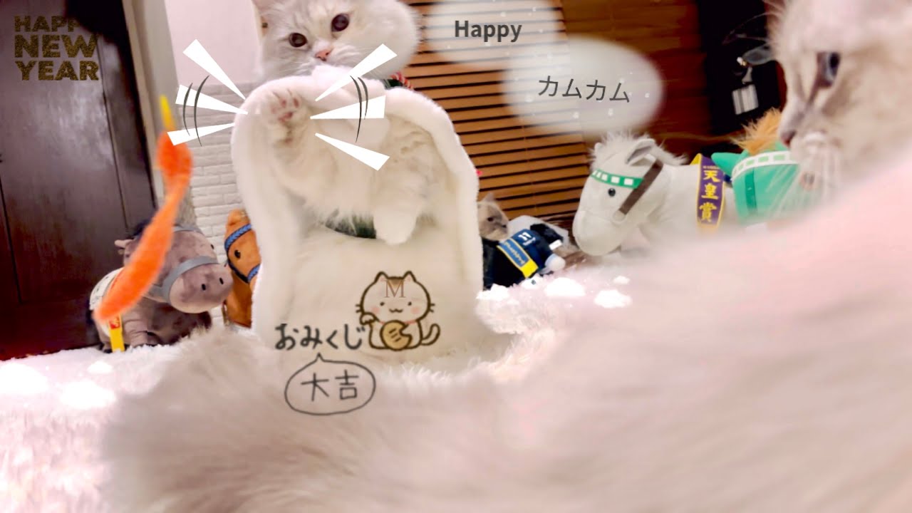 【猫】ぼくじょうソング🌱🐾NoAI村【のんびり専用】　#ragdoll    #munchkin  ※コメオフ失礼します🙇