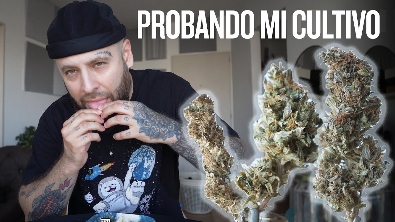 PROBANDO mi ultimo cultivo - AK47, AMNESIA y CRITICAL