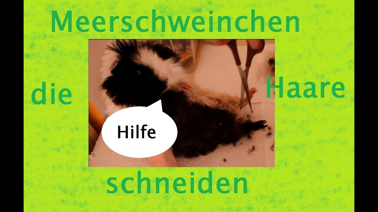 Meerschweinchen die Haare schneiden