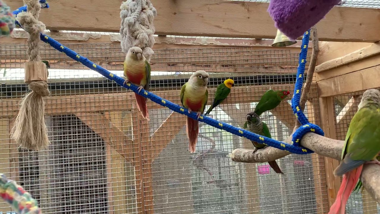 Inside Conure Parrot Aviary
