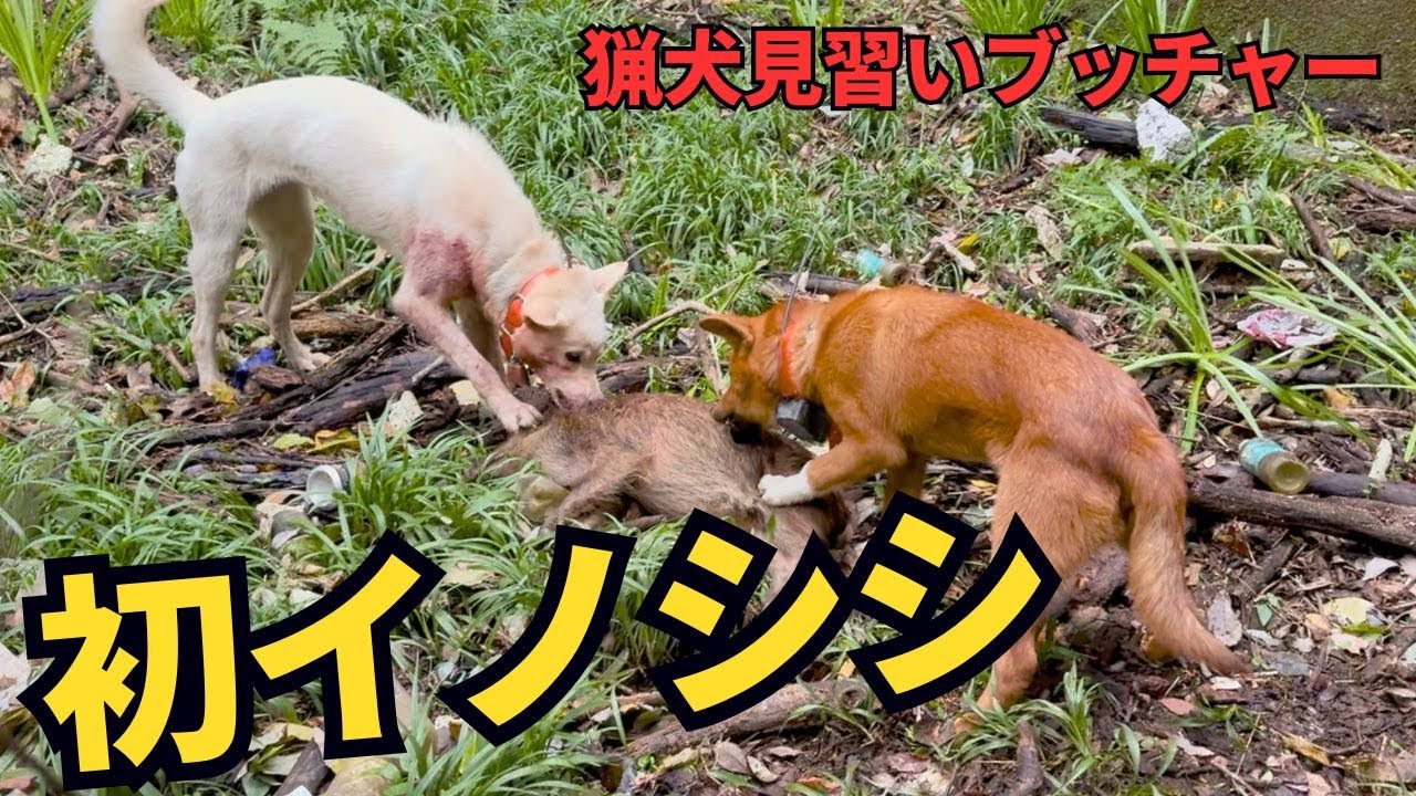 【イノシシ初捕獲】猟犬シノブの怪我からの復帰戦＆ブッチャー単独猟デビュー戦でイノシシを噛み止め！