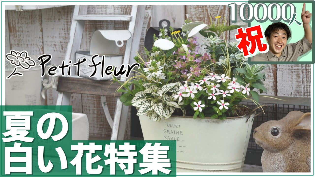 【祝10000人】おすすめ白い花の紹介＆寄せ植え！夏の白い花特集！プチフルカラーでお祝いだー！！