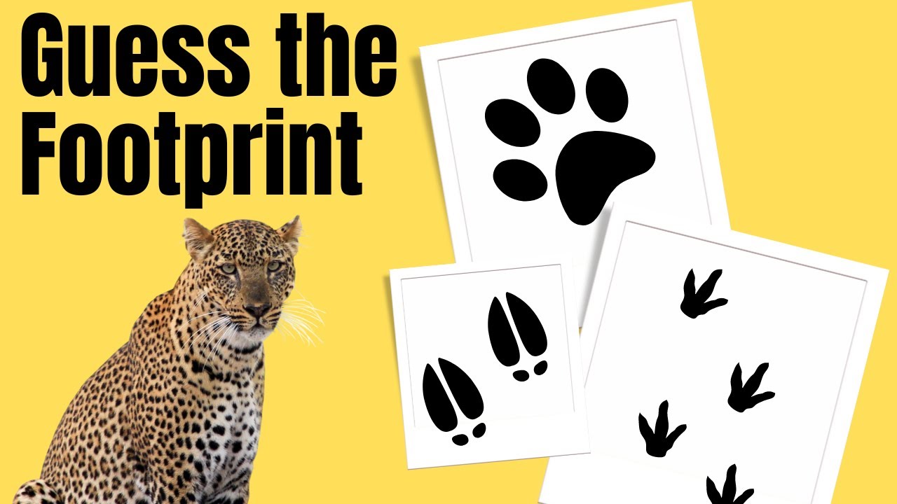 GUESS THE ANIMAL FOOTPRINT CHALLENGE! 🐾 Can You Identify the Tracks? 🦁🐺🐾