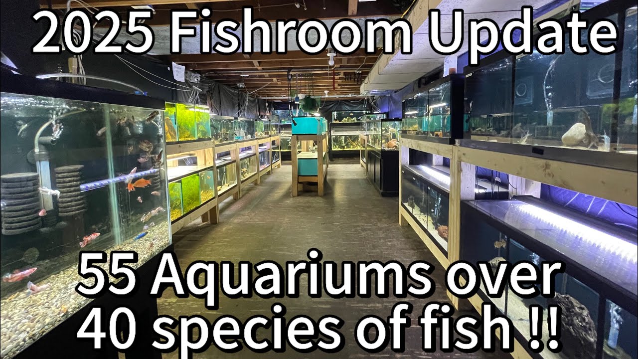 Fish room tour 2025 exclusive | fish room is boiling