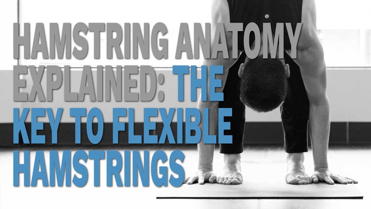 Hamstring Anatomy Explained: The Key to Flexible Hamstrings