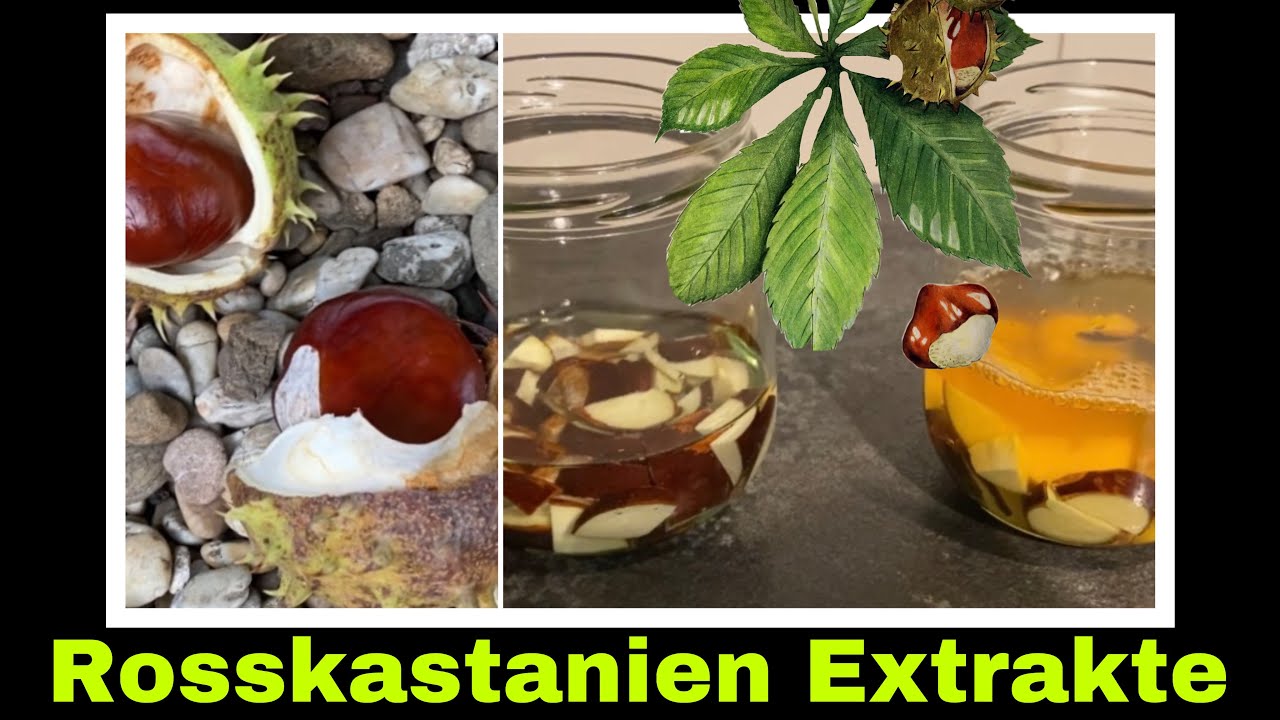 Rosskastanientinktur herstellen | Mazerat aus Kastanien | Tinktur ansetzen | Rosskastanie