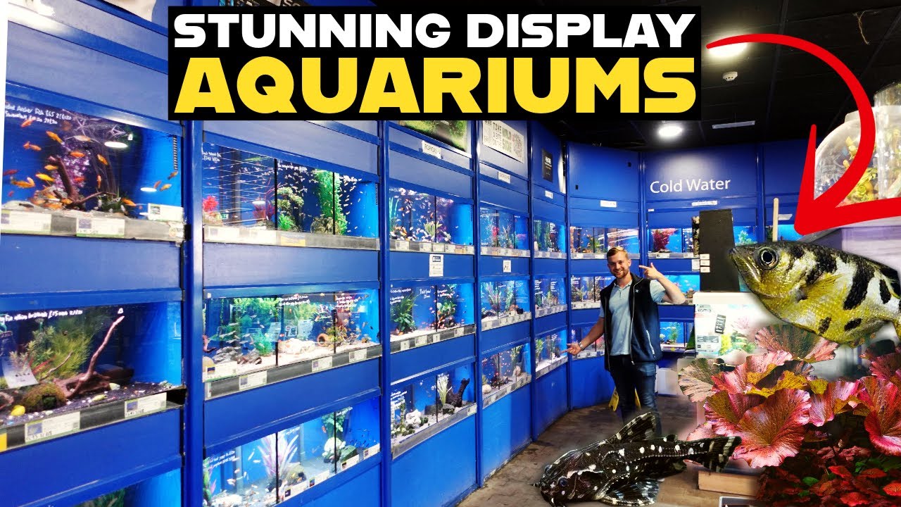 MAIDENHEAD AQUATICS ASHFORD | AQUARIUM SHOP TOUR