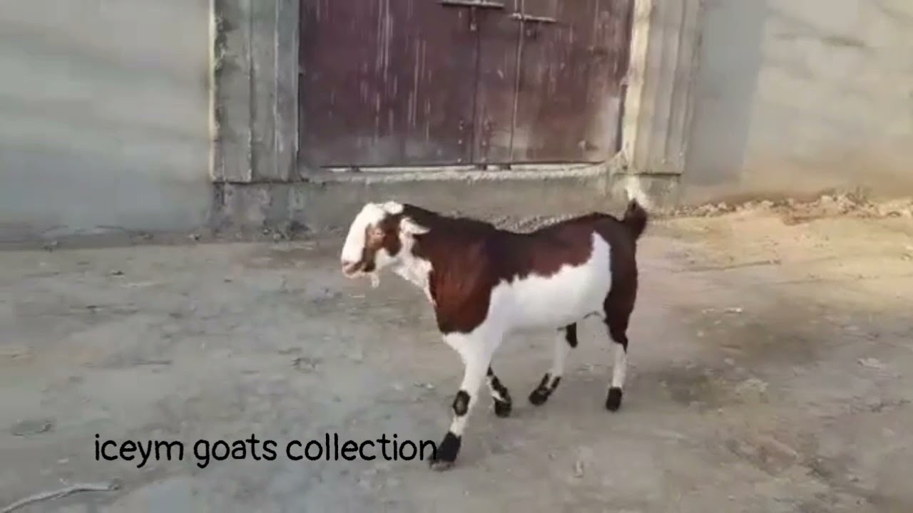 TEDDA BAKRA LAAL ABLAK KHASSI - iceym goats collection
