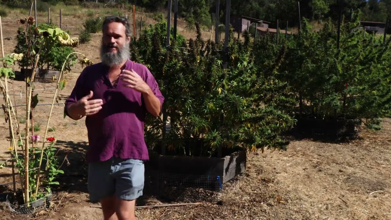 PAKISTANI CHITRAL KUSH   HARVEST & PLANT REVIEW