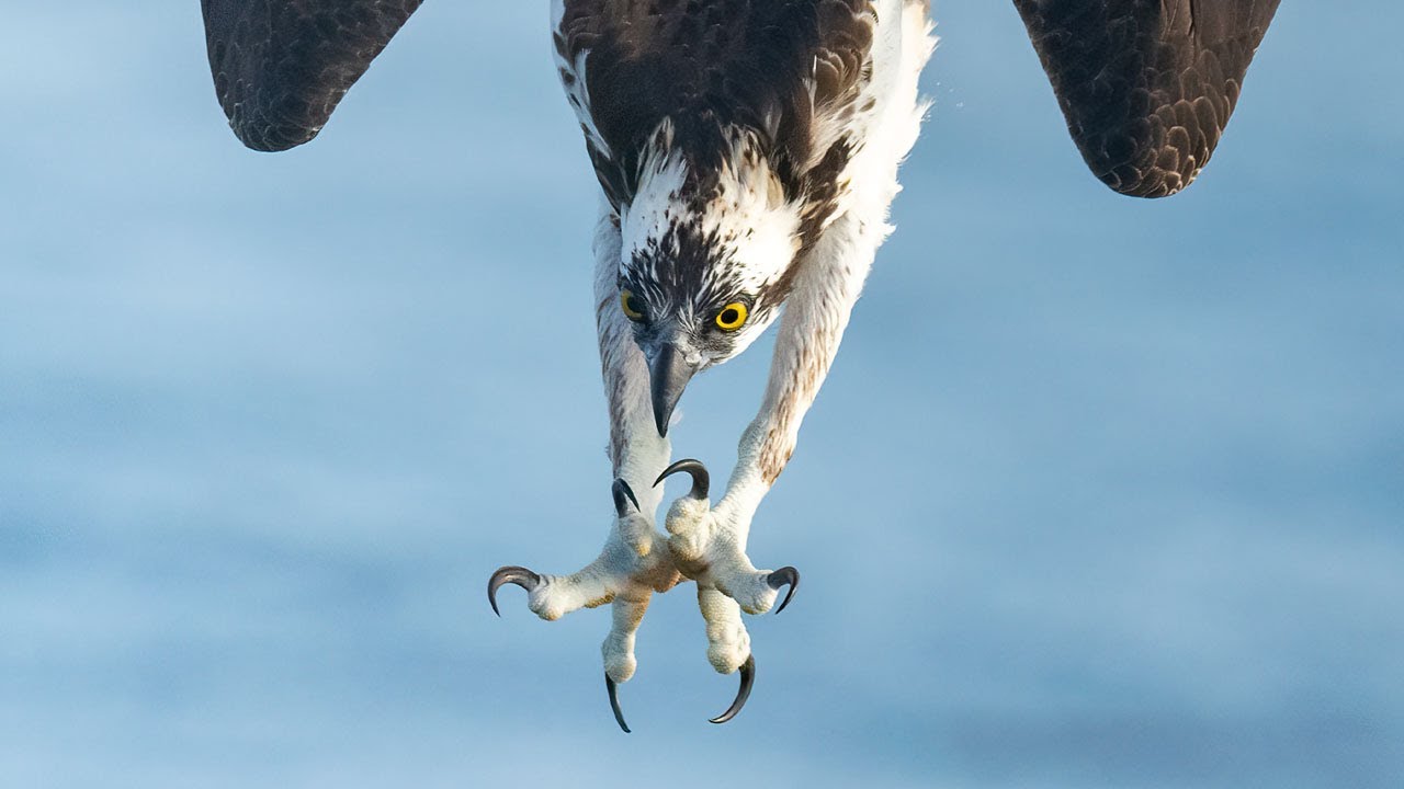 Отбирайте изображения быстро, эффективно и рационально, чтобы вы могли выйти на улицу и сделать е...